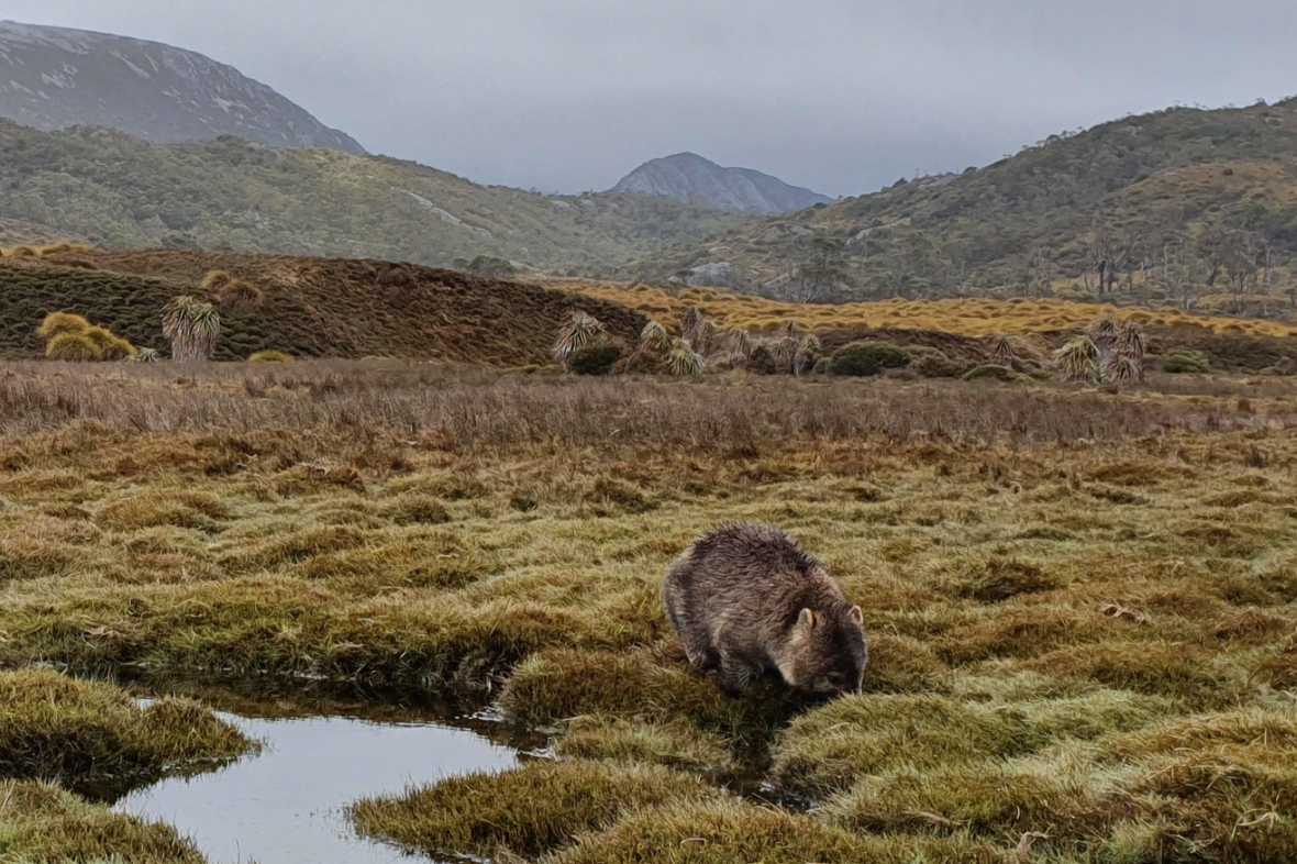 Tasmanian wombat habitat where naturally dropped nuggets are collected after the wombat has moved on